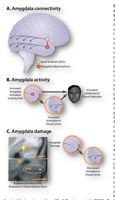 The Amygdala Plays A Key Role In Enhancing Attention To Threat Relevant