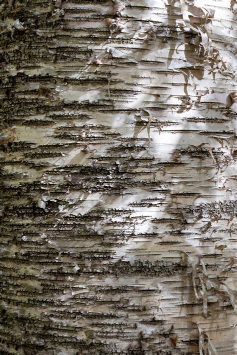 Beautiful Birch Tree Texture Free Nature Stock Photo