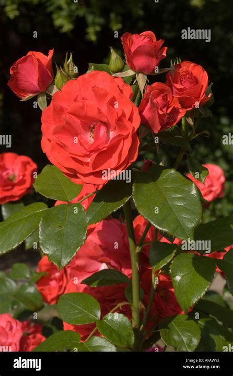 Rose Rosa Satchmo Hi Res Stock Photography And Images Alamy