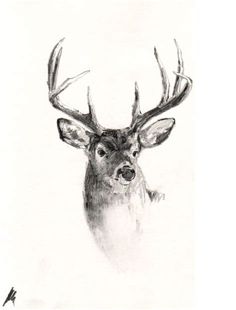 Deer Pencil Drawings At Explore Collection Of Deer
