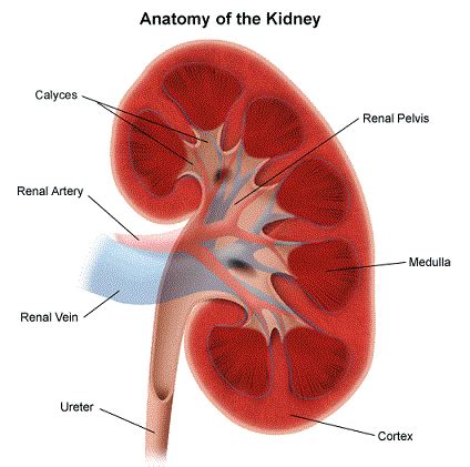 Sistem urinary adalah sistem organ yang memproduksi uretra pada pria memiliki panjang sekitar 20 cm dan juga berfungsi sebagai organ seksual (berhubungan. Ringkasan Sistem Perkemihan Manusia | Sehat Online