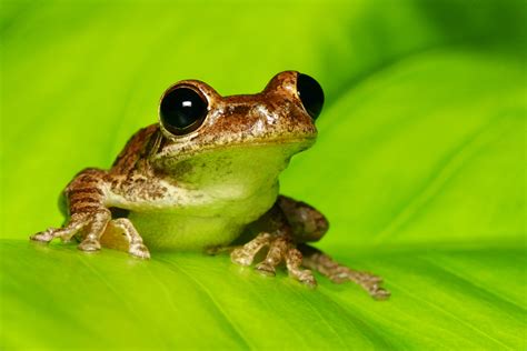 In Frogs, Early Activity of Gut Microbiome Shapes Later Health - UConn ...