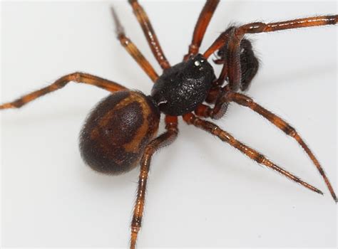 Male Steatoda Spider The Backyard Arthropod Project