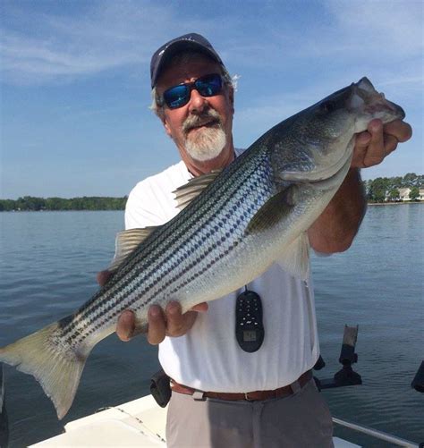 Striper Fishing On Lake Murray Carolina Sportsman