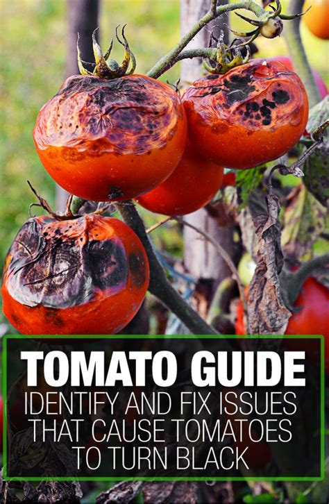 Have Black Tomato Leaves — Identify And Fix The Problem
