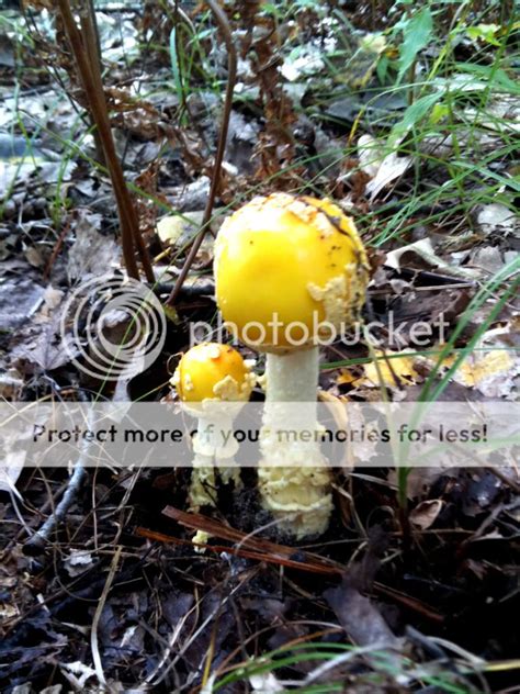 Northern Michigan Fall Mushrooms And Scenery