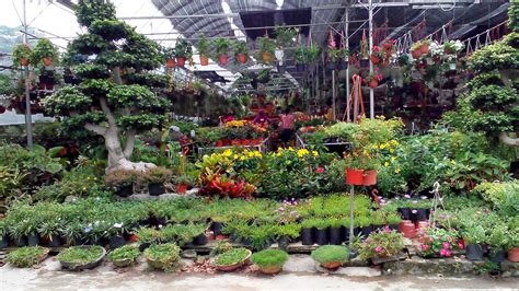 It was equipped with advanced facilities and became a research centre for leprosy. Garden Chronicles: A Trip to Sg.Buloh Nurseries