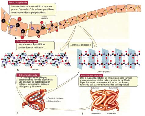 Organización Estructural De Las Proteínas Blog De Biología