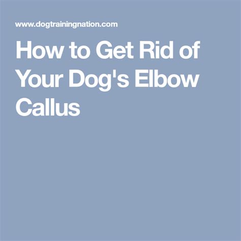 How To Get Rid Of Your Dogs Elbow Callus Dogs Callus Treatment