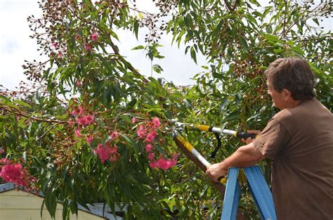 Free downloads trees, bushes and flowers 3d models. How to prune a flowering gum - GardenDrum