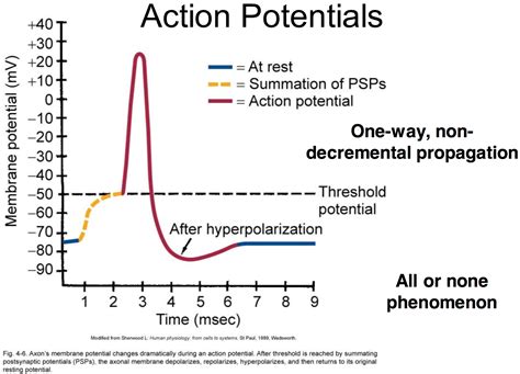Graded Potential Vs Action Potential Graph - slideshare
