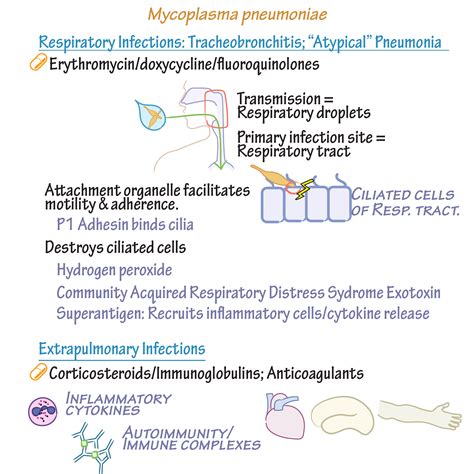 Immunologymicrobiology Glossary Mycoplasma And Ureaplasma Draw It To