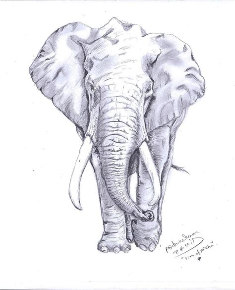How To Draw An Elephant Yedraw Elephant Drawing Eleph