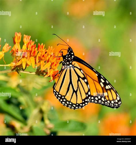 Closeup Of A Monarch Butterfly Danaus Plexippus Feeding On A Spray Of