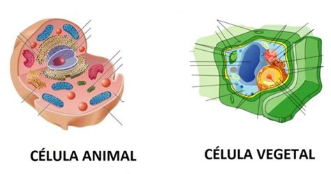 Celula Animal Y Vegetal Definicion Partes Imagenes Images