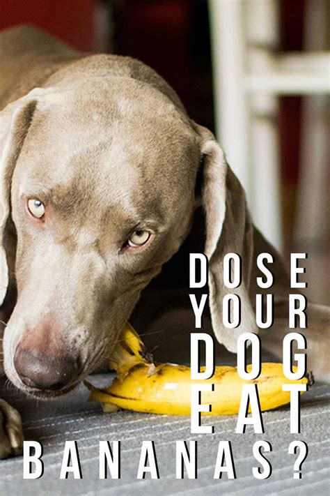 Maybe you would like to learn more about one of these? Can Dogs Eat Bananas? We Find Out Whether They Are A Safe ...