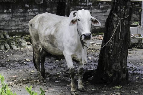 Ongole Crossbred Cattle Or Javanese Cow Or White Cow Or Sapi Peranakan Ongole Or Bos Taurus Is