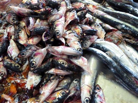 Die anchovis | die anchovis. Wie kommen eigentlich die Anchovis ins Glas?