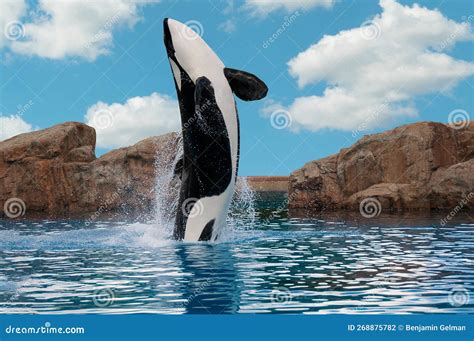 Killer Whale Jumps Out Of The Water Stock Photo Image Of Islands
