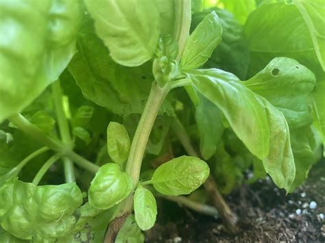 5 Causes Of Brown Spots On Basil An Easy Treatment Guide