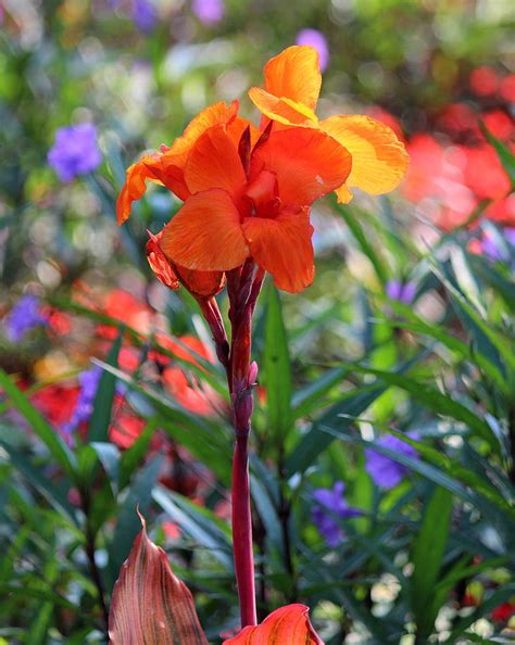 Orange Canna Lily Photograph By Rosanne Jordan Fine Art America