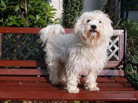 15 Poodles Mixes A Collection Of Curly Companions Poodle Mix Dog