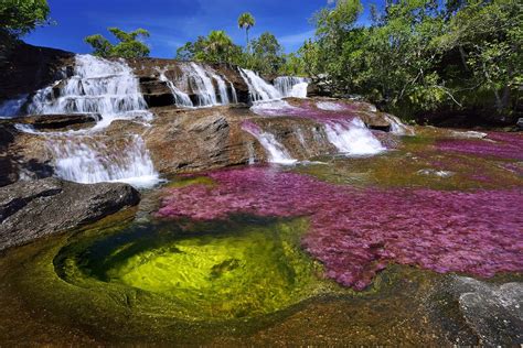 CaÑo Cristales The River Of Seven Colors Tomilli