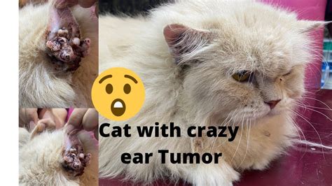 Worst Form Of Ear Tumor In Cat Aliyan Vets Youtube