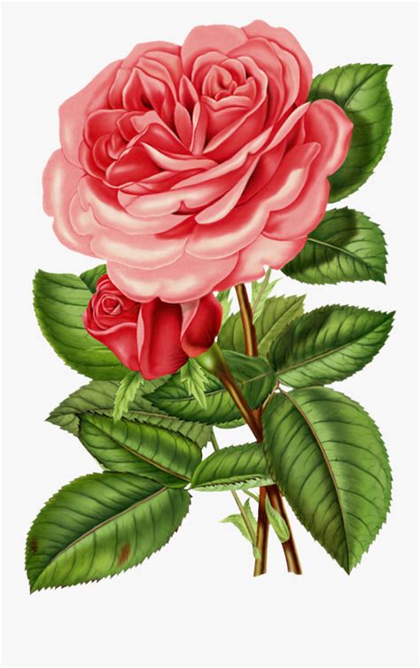 Victorian Rose Clip Art Transparent Vintage Roses Png Free
