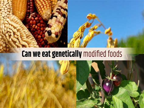 Are Genetically Modified Foods Safe To Eat