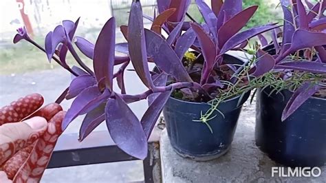 How To Grow Purple Heart Plant At Home Care And Propagation Best