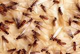 Images of Termite Swarmers Outside