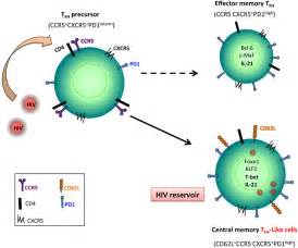 Frontiers Cd4 T Follicular Helper Cells And Hiv Infection Friends Or