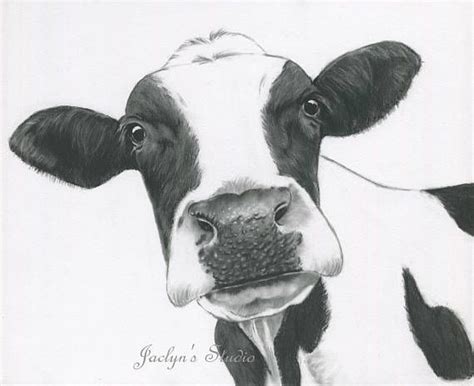 10x8 Cow Print Charcoal Drawing Holstein Cow Art Cow Drawing Cow