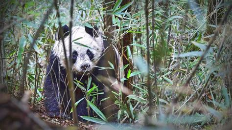 Nio Comes Into Cooperation With The Giant Panda National Park To