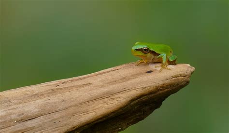 Selective Focus Photography Of Green Frog On Brown Tree Branch San