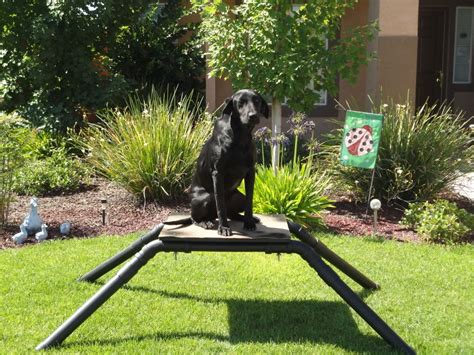 Homemade Dog Standsnew Pics Hunting Dog Forum Page 5 Duck