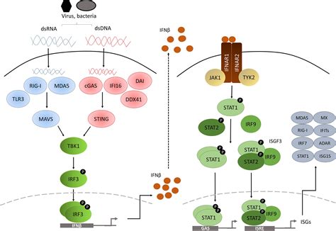Frontiers Role Of Hypoxia In The Interferon Response