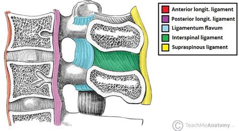 Image Result For Thoracic Vertebral Column Ligaments Teach Me Anatomy