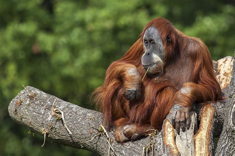 16 Orangutan Profile
