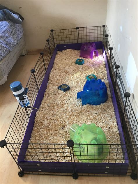 31 Best Ideas For Coloring Guinea Pig Cages