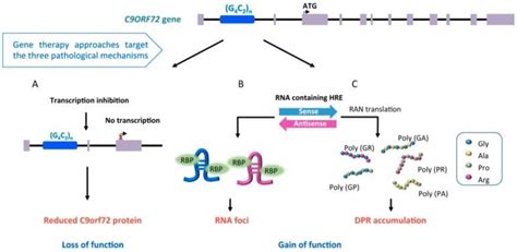 Ijms Free Full Text Genetics And Sex In The Pathogenesis Of