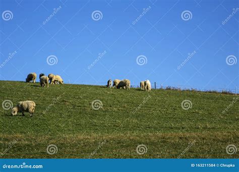 Flock Of Sheep Grazing In The Meadow Stock Photo Image Of Herding