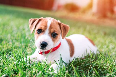 Top 5 Things To Consider When Getting A Puppy Mystart
