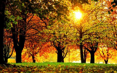 Hd Autumn Splendor Wallpaper Download Free 103800