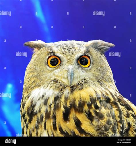 Eurasian Eagle Owl Face Profile Stock Photo Alamy