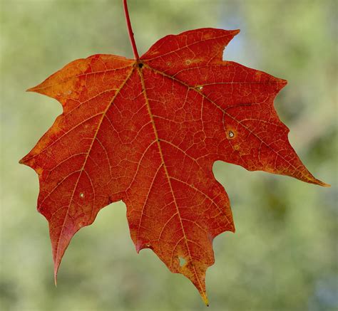 40 Best Ideas For Coloring Big Leaf Maple