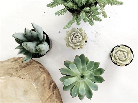 White Aesthetic Plants Wallpapers - Top Free White Aesthetic Plants Backgrounds - WallpaperAccess