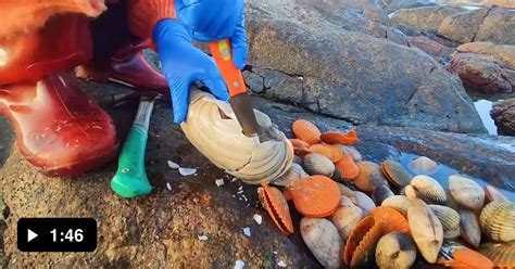 Incredible Amount Of Pearls Found In A Huge Geoduck Clam Gag