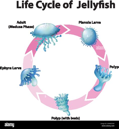 Diagram Showing Life Cycle Of Jellyfish Stock Vector Image And Art Alamy